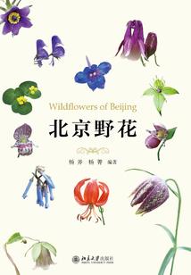 枫泊法术书院之隐形的翅膀